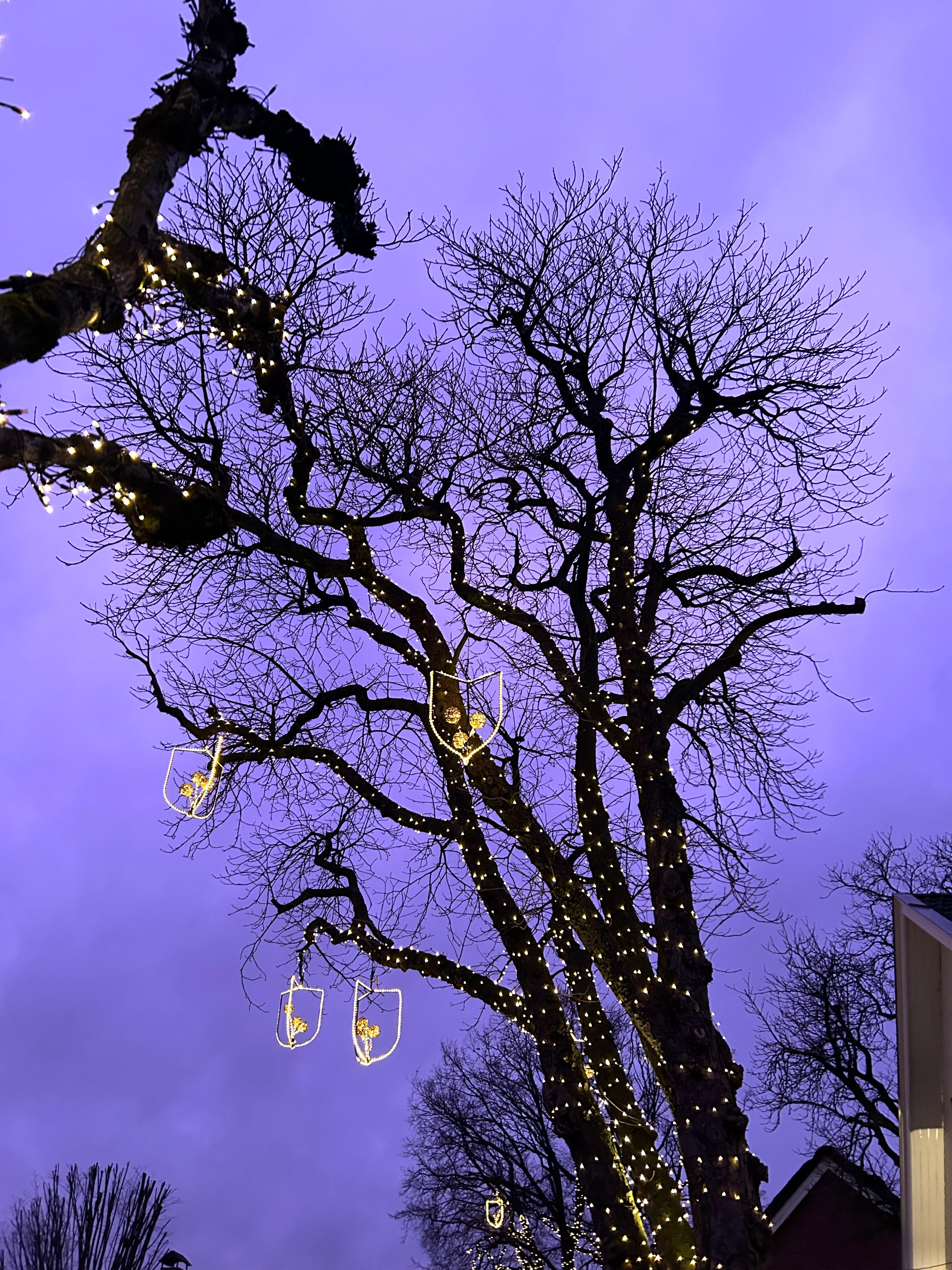 Boom met kleine lichtjes tegen een paarse avondlucht
