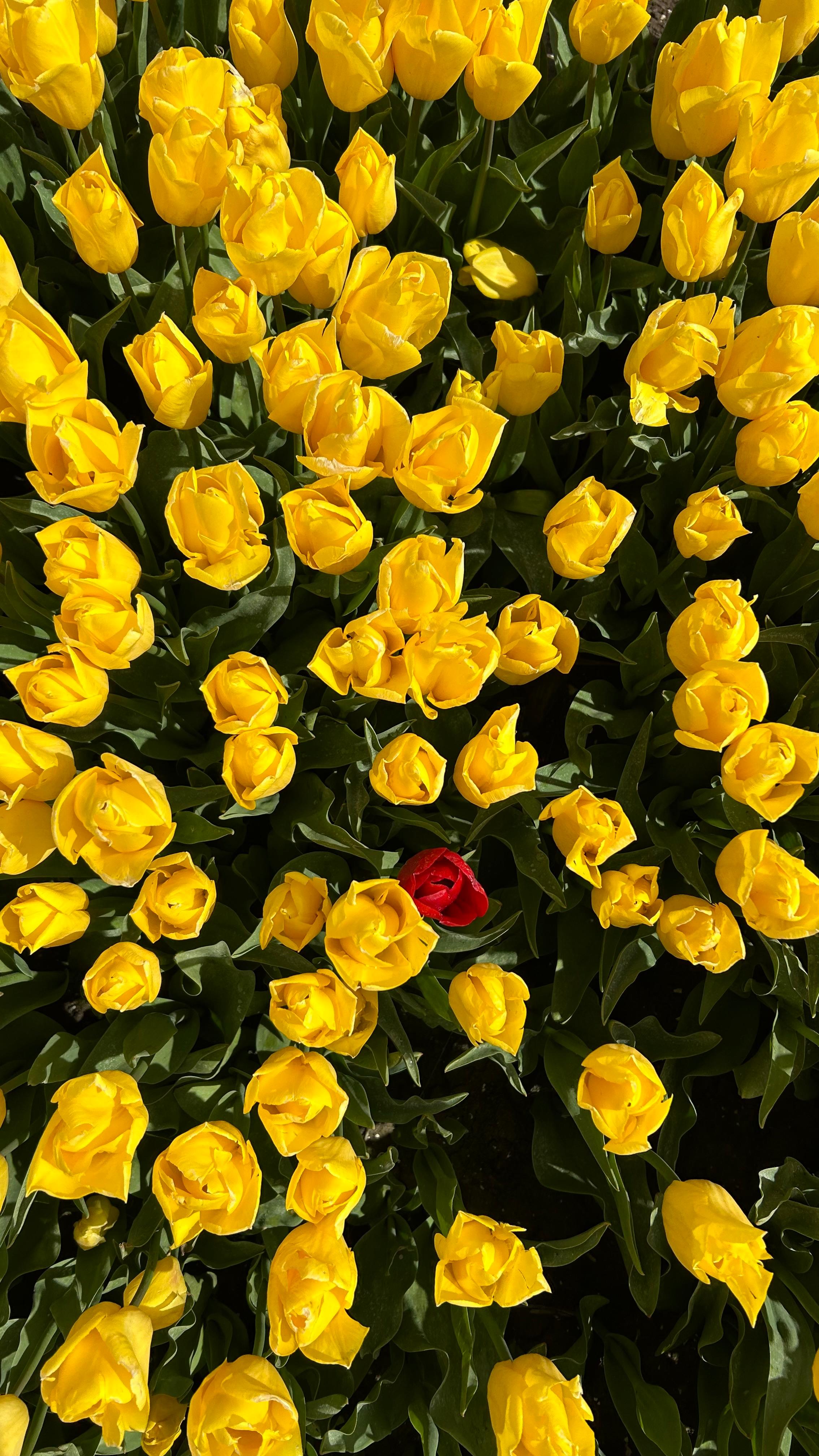 Veel gele tulpen met één rode tulp ertussen