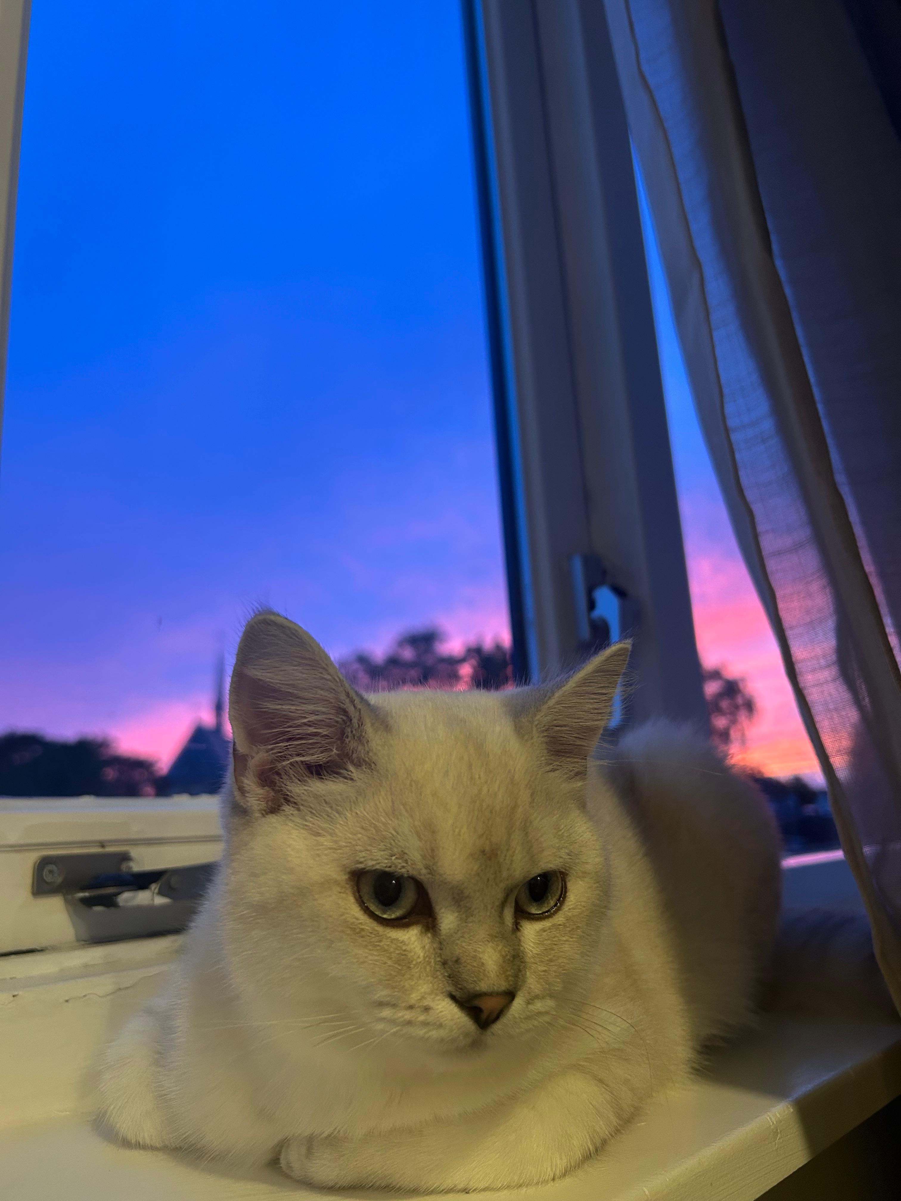 Witte kat voor een raam met een roze en blauwe zonsondergang