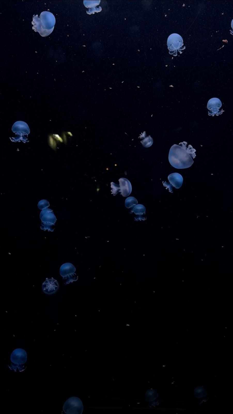 Blauwe kwallen die in een donker aquarium zwemmen