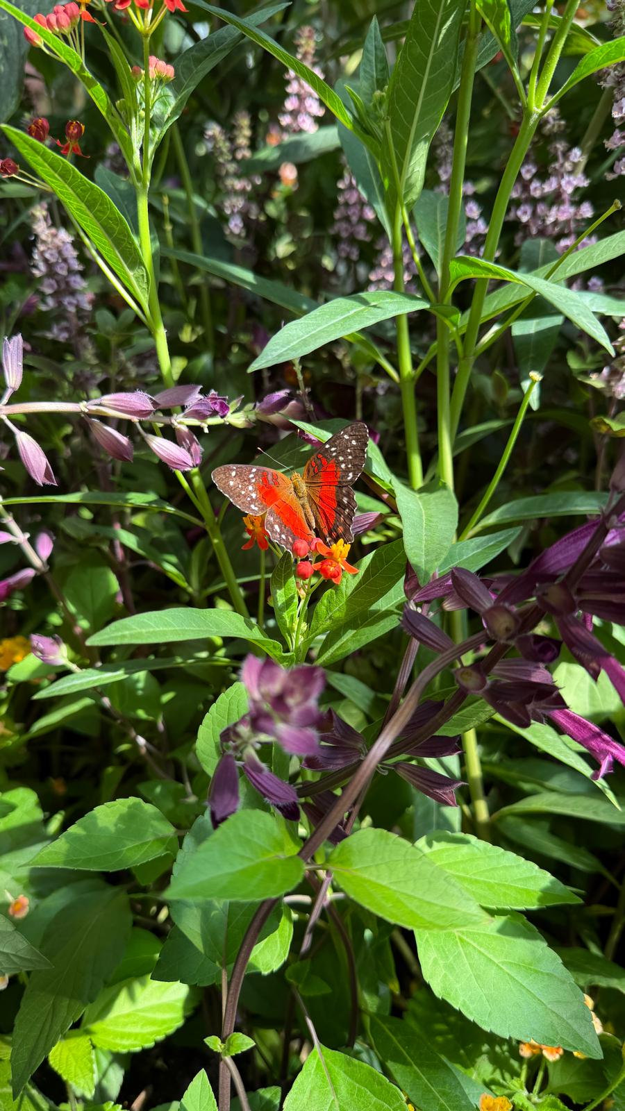 Oranje vlinder op kleine bloemen tussen groene bladeren