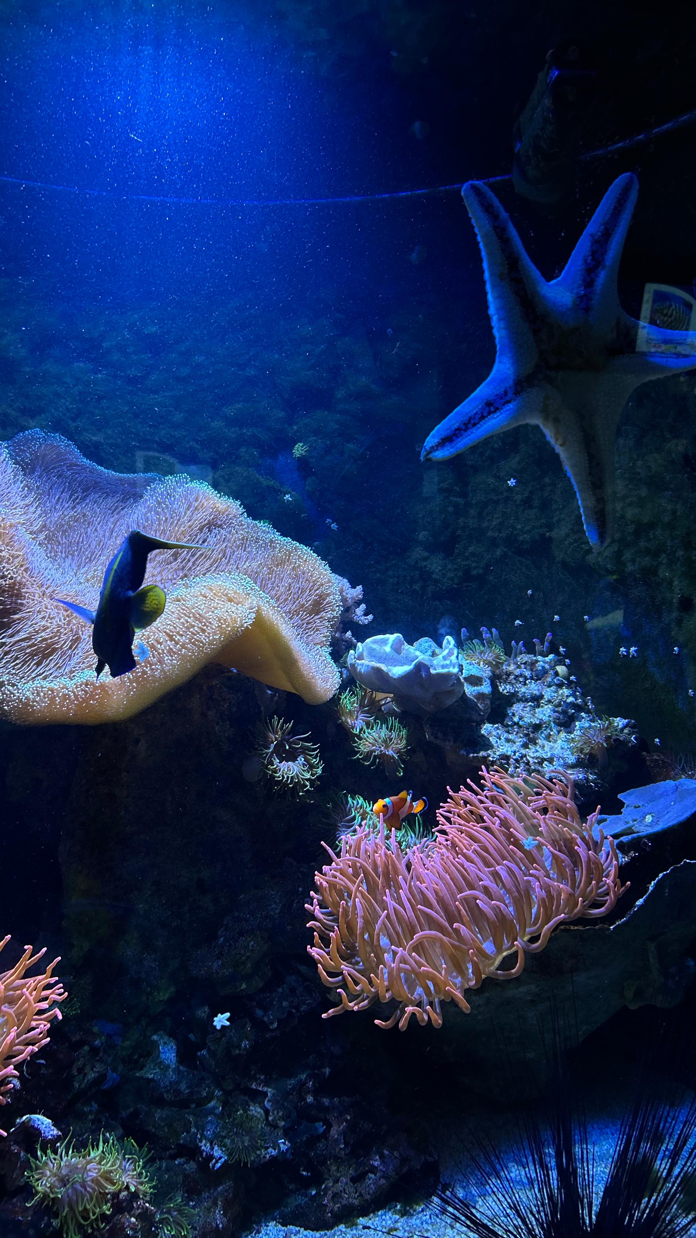 Zeester, vissen en kleurrijk koraal in een blauw aquarium